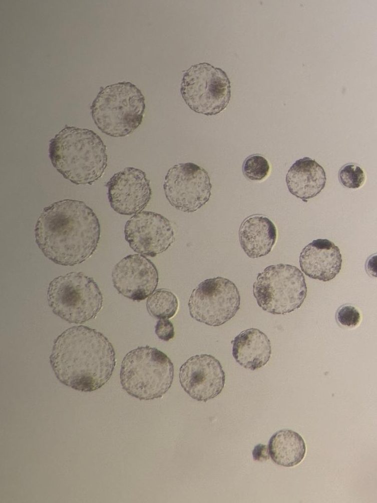 Image of bovine blastocysts on Day 8 of in vitro production. The blastocysts are observed under the microscope during their critical development stage, serving as a key indicator of viability for subsequent transfer. This evaluation highlights the importance of high-quality culture media, such as those provided by EmbryoCloud